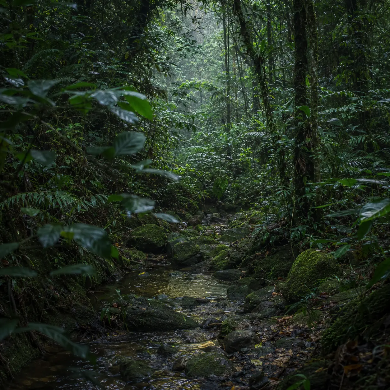 Mata nativa preservada atravessada por um riacho